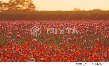 Red poppy field at sunset landscape with blooming flowers Red poppy field at sunset landscape with blooming flowers 140669256