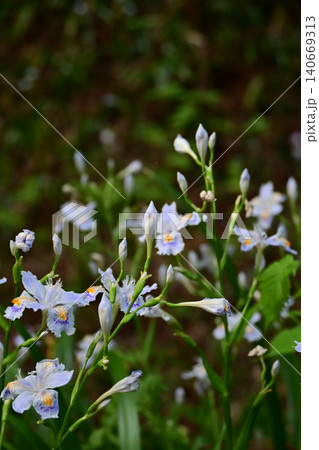 開花を待つ春のシャガの蕾 縦構図クローズアップ 柔らかな光に浮かぶ山野草 福島県いわき市 高蔵寺 開花を待つ春のシャガの蕾 縦構図クローズアップ 柔らかな光に浮かぶ山野草 福島県いわき市 高蔵寺 140669313