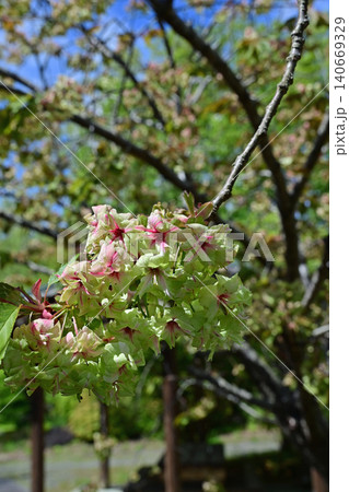 青空に映える珍しい緑の桜・御衣黄 縦構図クローズアップ 福島県いわき市内郷 高野花見山のギョイコウ 140669329