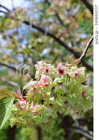 木漏れ日に輝く緑の桜・御衣黄 縦構図クローズアップ 福島県いわき市内郷 高野花見山 木漏れ日に輝く緑の桜・御衣黄 縦構図クローズアップ 福島県いわき市内郷 高野花見山 140669337