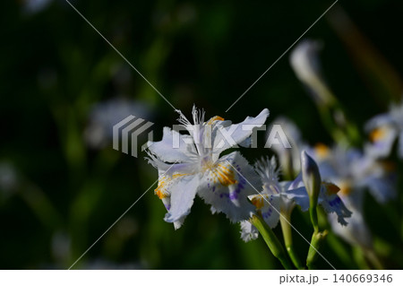 朝日に輝く春のシャガの花 クローズアップ 福島県いわき市 高蔵寺の境内に咲く山野草 朝日に輝く春のシャガの花 クローズアップ 福島県いわき市 高蔵寺の境内に咲く山野草 140669346