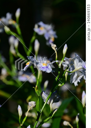 朝日に浮かぶ春のシャガの花と多くの蕾 縦構図クローズアップ 福島県いわき市 高蔵寺境内の山野草 朝日に浮かぶ春のシャガの花と多くの蕾 縦構図クローズアップ 福島県いわき市 高蔵寺境内の山野草 140669353