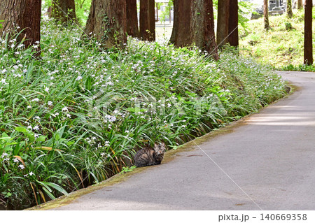 杉林と春のシャガの群生に囲まれて佇む野良猫 横構図 福島県いわき市 高蔵寺の参道を案内する猫 140669358