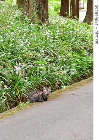 厳かな杉林と春のシャガの群生に佇む野良猫 縦構図 福島県いわき市 高蔵寺の境内を案内する猫 140669360