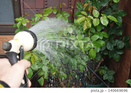 バラの葉水05 バラの葉水05 140669696