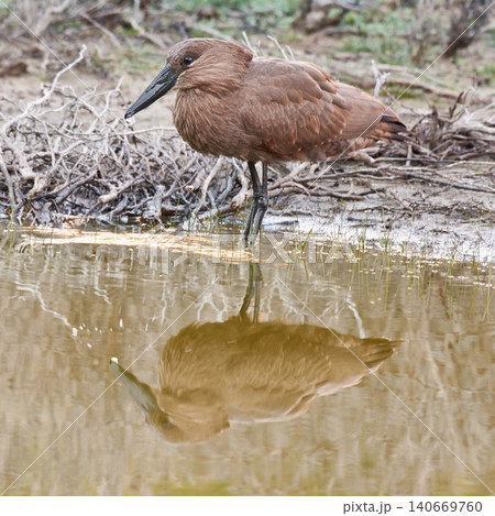 Bird, wetland and stand in natural habitat for conservation, ecosystem and environment for wildlife. Hammerhead or hamerkop, Africa and river in Madagascar, nature and feathered animal in lake. Bird, wetland and stand in natural habitat for conservation, ecosystem and environment for wildlife. Hammerhead or hamerkop, Africa and river in Madagascar, nature and feathered animal in lake. 140669760