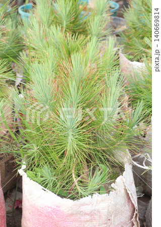 Caribbean pine plant on nursery 140669814
