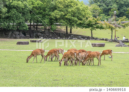 草を食む牝鹿の群れ 奈良公園 草を食む牝鹿の群れ 奈良公園 140669918