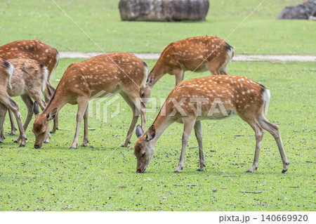 草を食む牝鹿の群れ 奈良公園 草を食む牝鹿の群れ 奈良公園 140669920