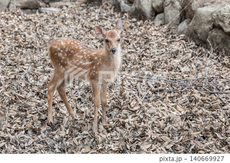 子鹿 奈良公園 子鹿 奈良公園 140669927