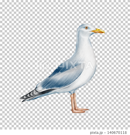 Seagull Watercolor Illustration Seagull Watercolor Illustration 140670118