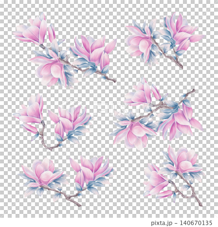 Magnolia Flower Branch Set Watercolor Illustration Magnolia Flower Branch Set Watercolor Illustration 140670135