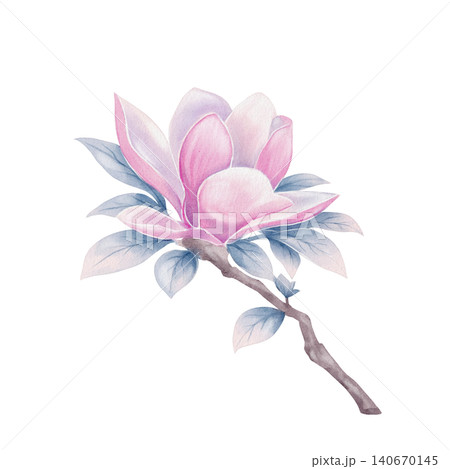 Magnolia Flower Branch Watercolor Illustration Magnolia Flower Branch Watercolor Illustration 140670145