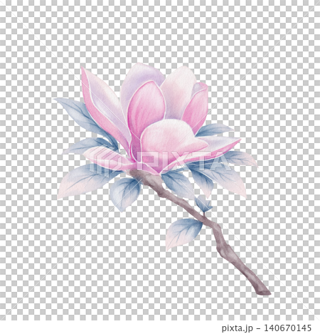 Magnolia Flower Branch Watercolor Illustration Magnolia Flower Branch Watercolor Illustration 140670145