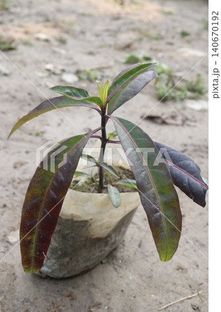 Justicia gendarussa, Gandarusa, Willow leaved justicia medicinal plant Justicia gendarussa, Gandarusa, Willow leaved justicia medicinal plant 140670192