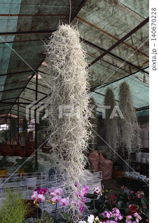 Spanish moss tree plant on hanging pot Spanish moss tree plant on hanging pot 140670228