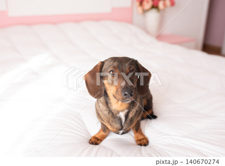Selective focus horizontal view of senior smooth-haired tan-red dachshund sitting in profile on bed with pale bedspread and cushions 140670274