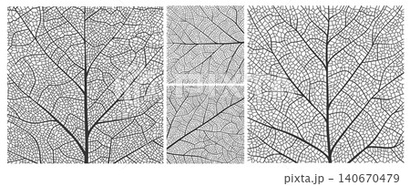 Leaf vein texture with closeup plant cells pattern of birch, maple and oak tree leaf skeleton structure. Leaf veins background with macro details of foliage natural organic lines of leaves texture 140670479