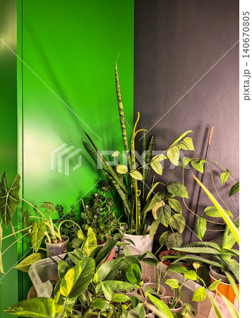 Indoor Plant Collection Under Artificial Grow Light 140670805