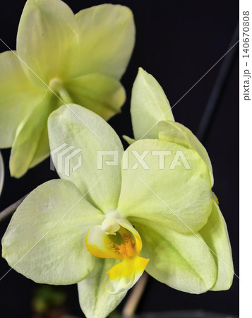 White Orchid Flower Macro On Dark Background White Orchid Flower Macro On Dark Background 140670808