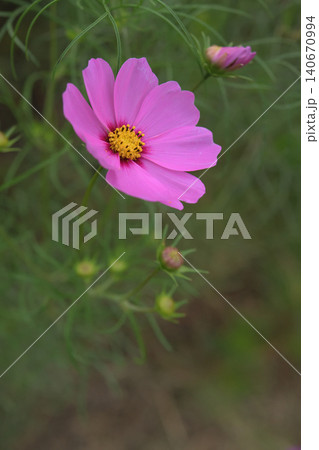 秋の午後に咲いているコスモスの花 秋の午後に咲いているコスモスの花 140670994