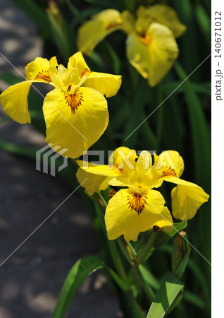 鮮やかな黄色の花菖蒲 鮮やかな黄色の花菖蒲 140671012