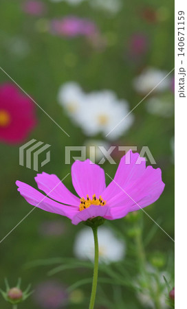 秋の花のピンク色のコスモスが咲いています 140671159