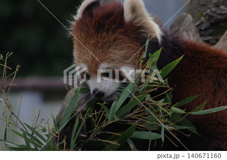 笹の葉を食べるレッサーパンダ 笹の葉を食べるレッサーパンダ 140671160