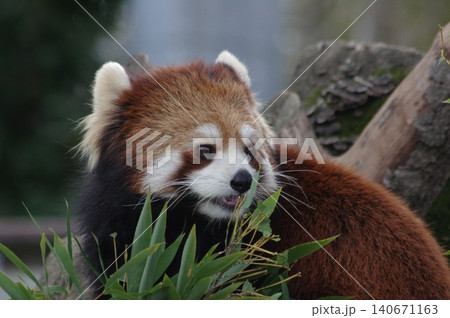 笹の葉を食べるレッサーパンダ 笹の葉を食べるレッサーパンダ 140671163