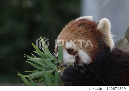 笹の葉を食べるレッサーパンダ 笹の葉を食べるレッサーパンダ 140671209