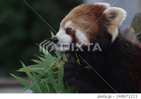 笹の葉を食べるレッサーパンダ 笹の葉を食べるレッサーパンダ 140671211