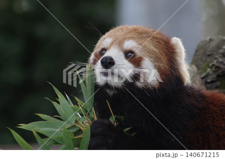 笹の葉を食べるレッサーパンダ 140671215