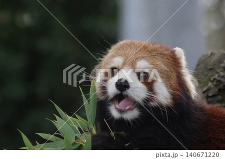 笹の葉を食べるレッサーパンダ 笹の葉を食べるレッサーパンダ 140671220