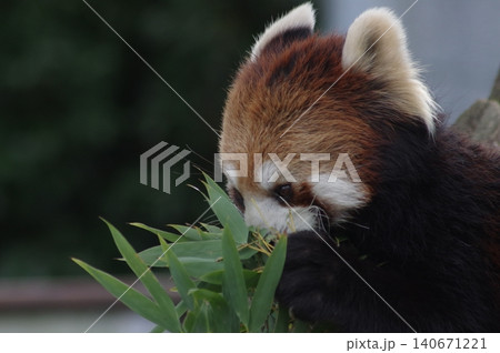 笹の葉を食べるレッサーパンダ 140671221