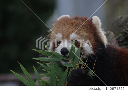 笹の葉を食べるレッサーパンダ 笹の葉を食べるレッサーパンダ 140671223