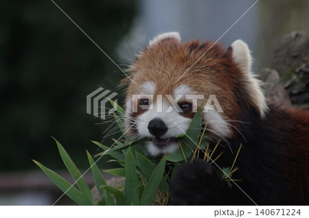 笹の葉を食べるレッサーパンダ 笹の葉を食べるレッサーパンダ 140671224