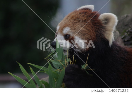 笹の葉を食べるレッサーパンダ 笹の葉を食べるレッサーパンダ 140671225