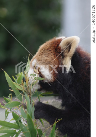 笹の葉を食べるレッサーパンダ 笹の葉を食べるレッサーパンダ 140671226