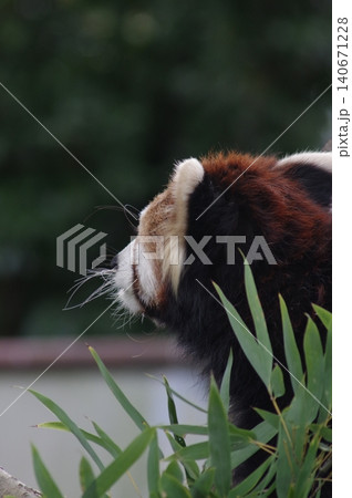 笹の葉を食べるレッサーパンダ 笹の葉を食べるレッサーパンダ 140671228