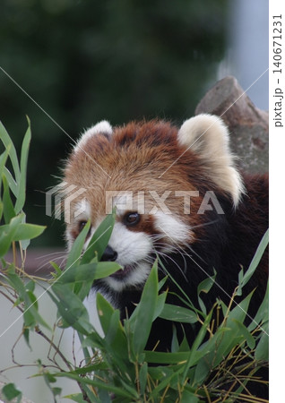 笹の葉を食べるレッサーパンダ 笹の葉を食べるレッサーパンダ 140671231