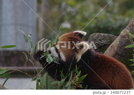 笹の葉を食べるレッサーパンダ 笹の葉を食べるレッサーパンダ 140671237