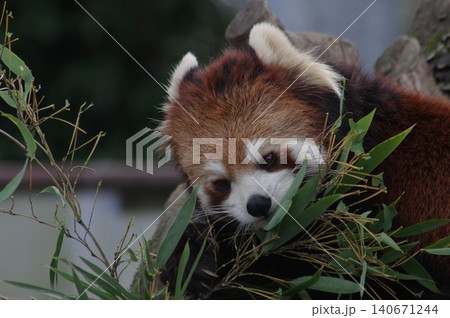 笹の葉を食べるレッサーパンダ 笹の葉を食べるレッサーパンダ 140671244