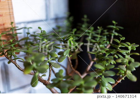 Jade succulent with glossy oval leaves on branching stems Jade succulent with glossy oval leaves on branching stems 140671314