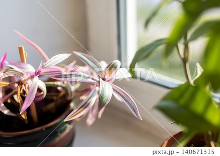 Pink and green Tradescantia plant on sunny windowsill with blurred foliage 140671315