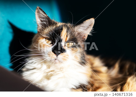 Tortoiseshell cat basking in warm directional light 140671316