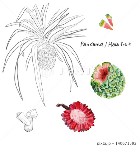 Watercolor drawing of pandanus Hala fruit hand-drawn on paper, using natural paints 140671392