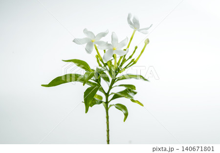 A close-up shot of blooming white pinwheel jasmine flowers with green leaves isolated on a plain light background A close-up shot of blooming white pinwheel jasmine flowers with green leaves isolated on a plain light background 140671801