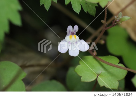 春の道端に咲く薄紫色の花びらに黄色や紫色の模様の入ったツタバウンランの花 春の道端に咲く薄紫色の花びらに黄色や紫色の模様の入ったツタバウンランの花 140671824