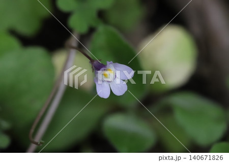春の道端に咲く薄紫色の花びらに黄色や紫色の模様の入ったツタバウンランの花 春の道端に咲く薄紫色の花びらに黄色や紫色の模様の入ったツタバウンランの花 140671826