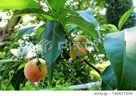 Peach Tree with Ripe Peaches in Summer Garden Peach Tree with Ripe Peaches in Summer Garden 140671894